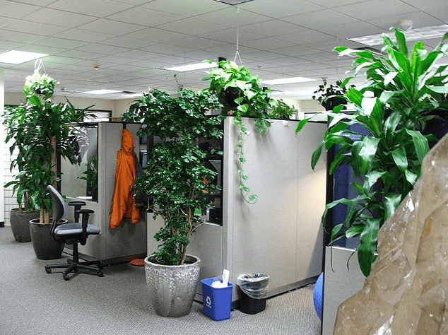 Office Plants Increase Productivity and Make Workers Happier