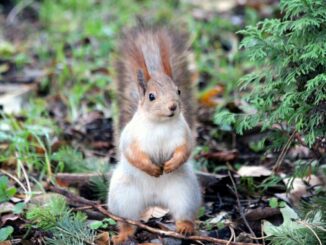 Introducing The Squirrel Break Productivity Method